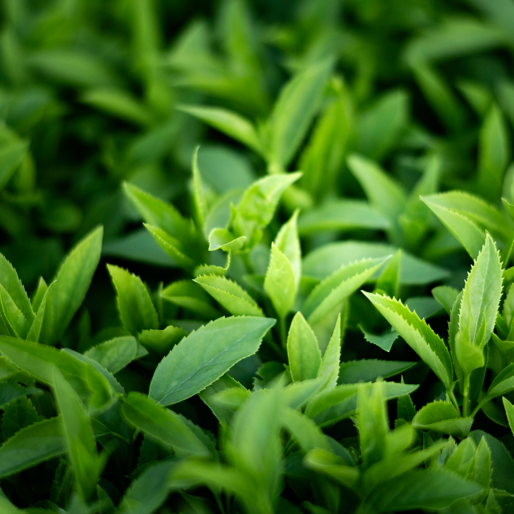 green tea