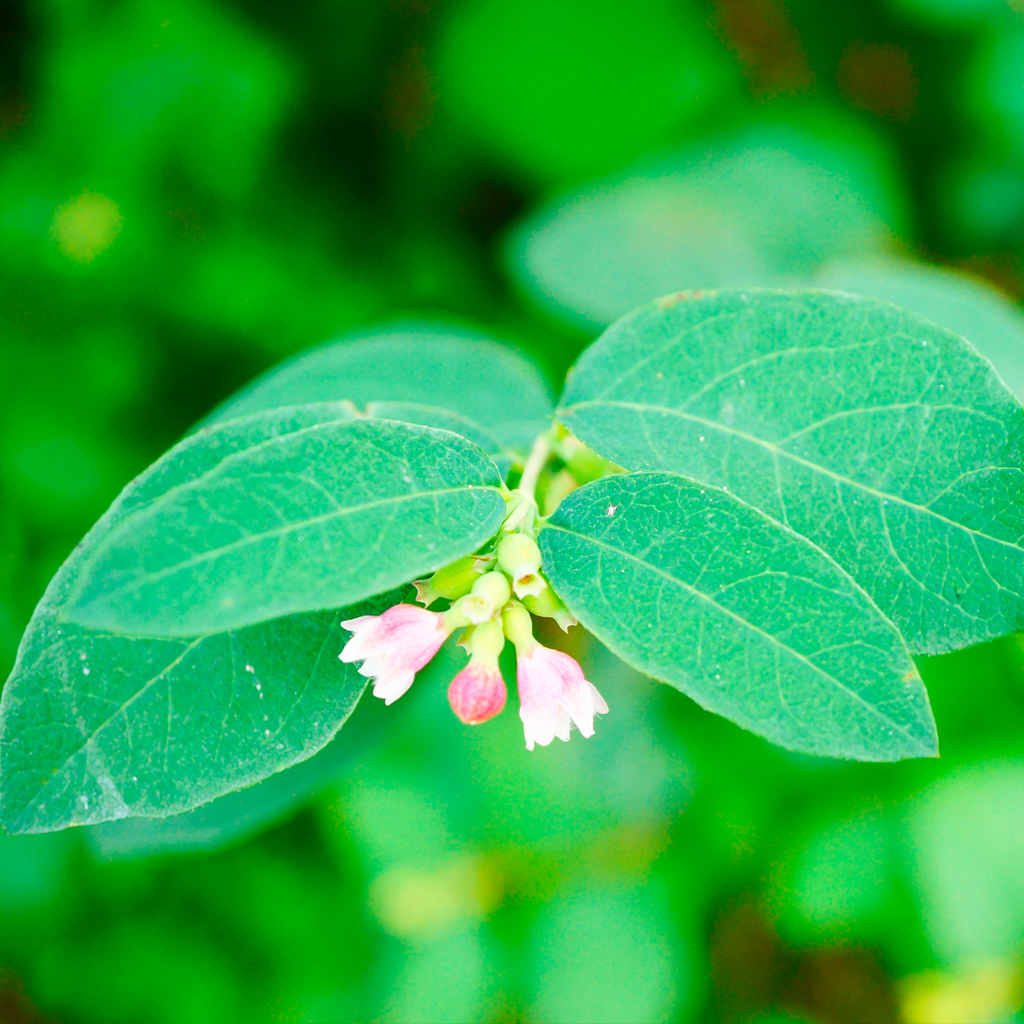 leaf extract