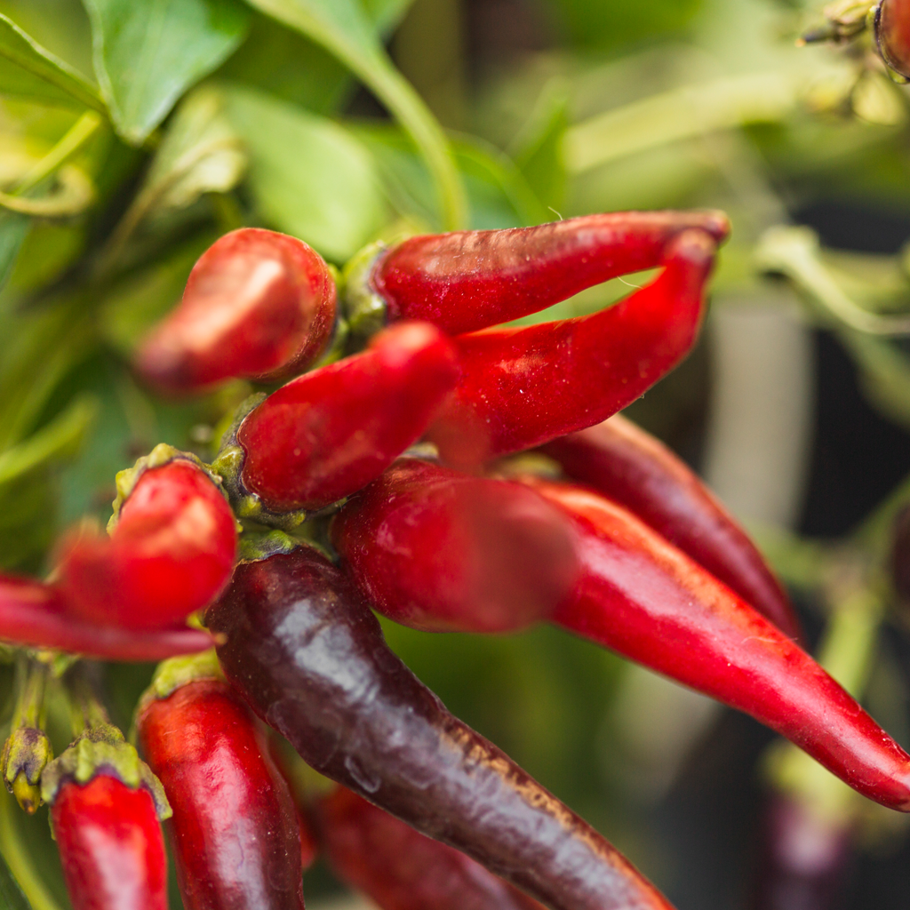 capsicum annuum
